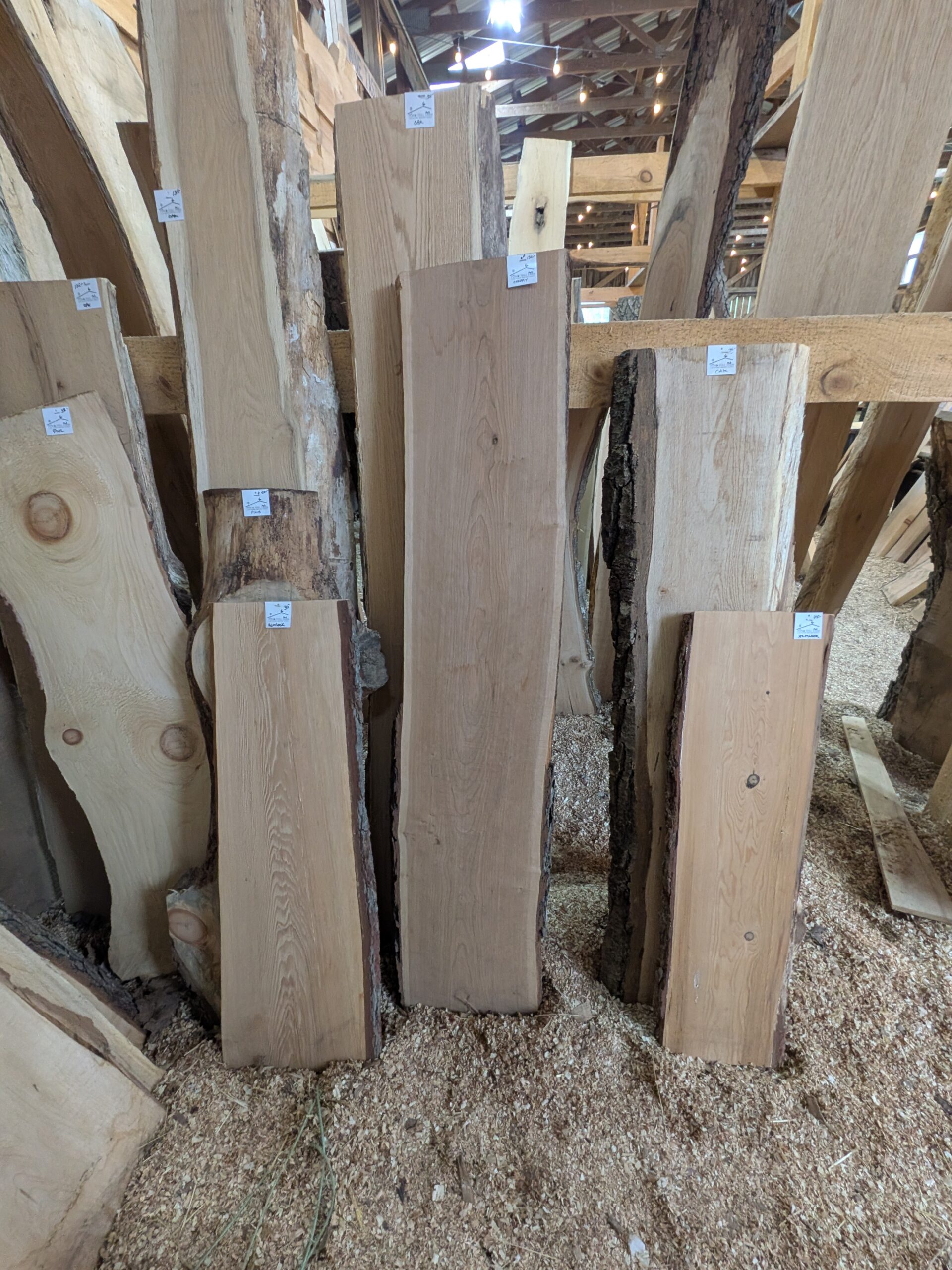 A decorative image of live edge lumber slabs available for sale, in a barn with saw dust and wood chips on the floors and exposed rafters.